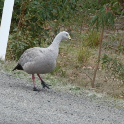 Cereopsis novaehollandiae (Cape Barren Goose) at Karatta, SA - 2 Apr 2023 by Paul4K