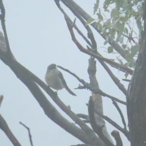 Pachycephala pectoralis at Red Hill, ACT - 7 Apr 2023