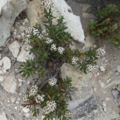 Ixodia achillaeoides (Coast Ixodia) at Flinders Chase, SA - 2 Apr 2023 by Paul4K