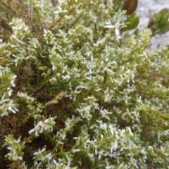 Olearia microdisca (Small-flower Daisy-bush) at Flinders Chase, SA - 2 Apr 2023 by Paul4K