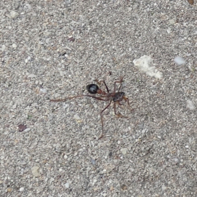 Myrmecia forceps at Flinders Chase, SA - 2 Apr 2023 by Paul4K