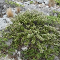 Correa backhouseana at suppressed - 2 Apr 2023 11:51 AM
