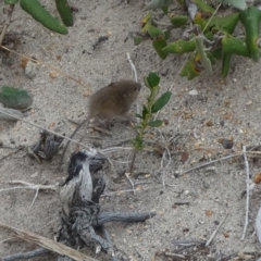 Rattus or Mastacomys sp. (genus) (An unidentified rat species) at Flinders Chase, SA - 2 Apr 2023 by Paul4K