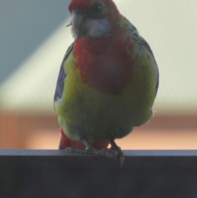 Platycercus eximius (Eastern Rosella) at Bowden, SA - 5 Apr 2023 by Paul4K