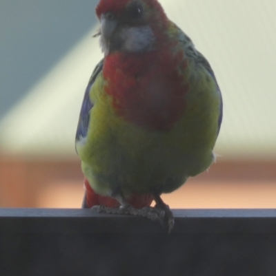 Platycercus eximius (Eastern Rosella) at Bowden, SA - 4 Apr 2023 by Paul4K