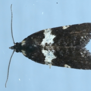 Dichelia cosmopis at Ainslie, ACT - 5 Apr 2023 11:10 PM