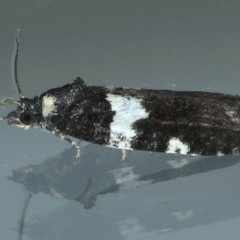 Dichelia cosmopis at Ainslie, ACT - 5 Apr 2023 11:10 PM