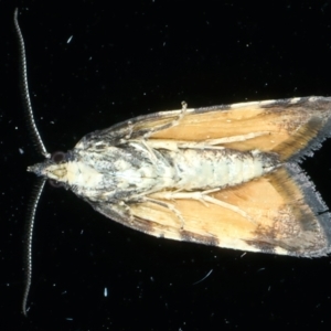 Dichelia cosmopis at Ainslie, ACT - 5 Apr 2023 11:10 PM