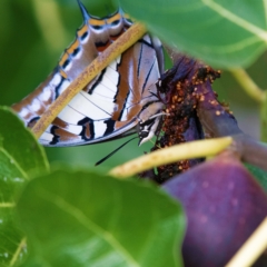 Charaxes sempronius (Tailed Emperor) at Higgins, ACT - 4 Apr 2023 by Untidy