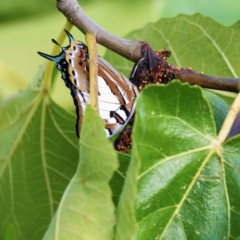 Charaxes sempronius at Higgins, ACT - 4 Apr 2023