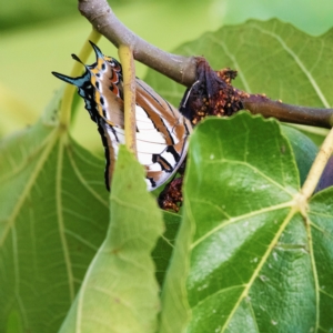 Charaxes sempronius at Higgins, ACT - 4 Apr 2023