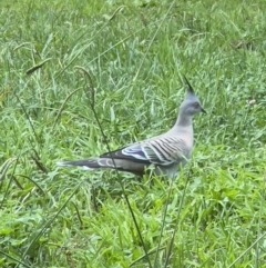 Ocyphaps lophotes (Crested Pigeon) at Holt, ACT - 7 Apr 2023 by JimL