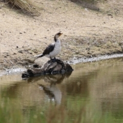 Microcarbo melanoleucos (Little Pied Cormorant) at Paddys River, ACT - 6 Apr 2023 by RodDeb