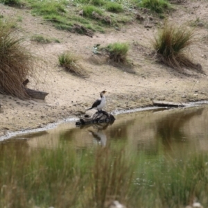 Microcarbo melanoleucos at Paddys River, ACT - 6 Apr 2023