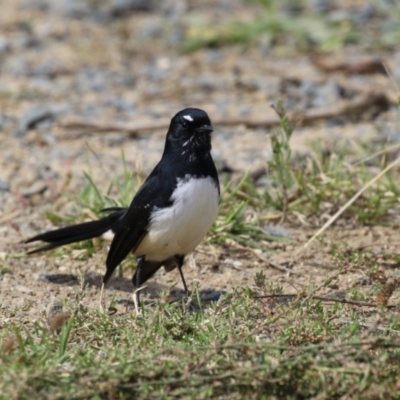 Rhipidura leucophrys (Willie Wagtail) at Tharwa, ACT - 6 Apr 2023 by RodDeb