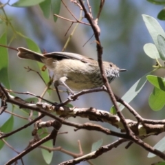 Acanthiza pusilla (Brown Thornbill) at Tennent, ACT - 6 Apr 2023 by RodDeb
