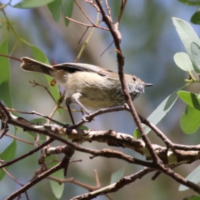 Acanthiza pusilla (Brown Thornbill) at Tennent, ACT - 6 Apr 2023 by RodDeb