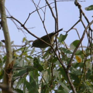 Acanthiza pusilla at Tennent, ACT - 6 Apr 2023