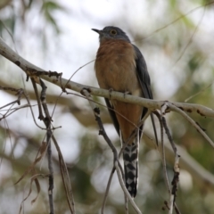 Cacomantis flabelliformis (Fan-tailed Cuckoo) at Tennent, ACT - 6 Apr 2023 by RodDeb