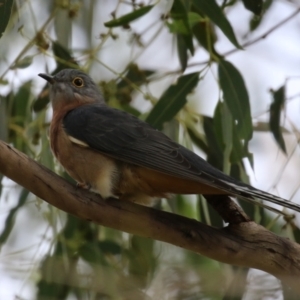 Cacomantis flabelliformis at Tennent, ACT - 6 Apr 2023 12:10 PM