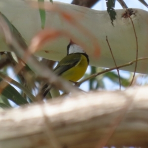 Pachycephala pectoralis at Tennent, ACT - 6 Apr 2023