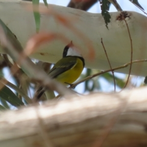 Pachycephala pectoralis at Tennent, ACT - 6 Apr 2023