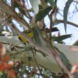 Pachycephala pectoralis at Tennent, ACT - 6 Apr 2023