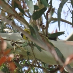 Pachycephala pectoralis at Tennent, ACT - 6 Apr 2023