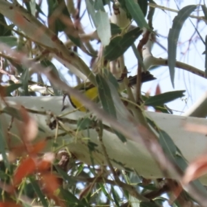 Pachycephala pectoralis at Tennent, ACT - 6 Apr 2023