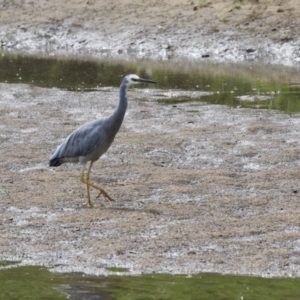 Egretta novaehollandiae at Tennent, ACT - 6 Apr 2023 12:36 PM