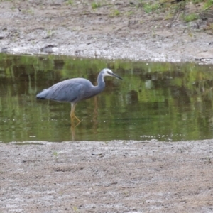 Egretta novaehollandiae at Tennent, ACT - 6 Apr 2023 12:36 PM