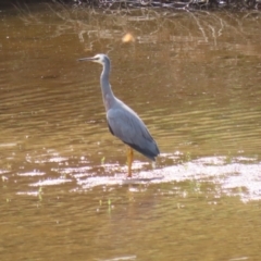 Egretta novaehollandiae at Tennent, ACT - 6 Apr 2023 12:36 PM