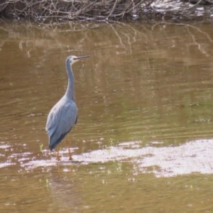 Egretta novaehollandiae at Tennent, ACT - 6 Apr 2023 12:36 PM