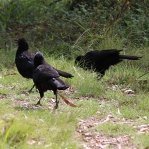 Corcorax melanorhamphos at Tennent, ACT - 6 Apr 2023 12:31 PM