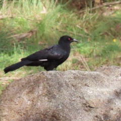 Corcorax melanorhamphos at Tennent, ACT - 6 Apr 2023