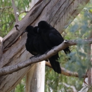 Corcorax melanorhamphos at Tennent, ACT - 6 Apr 2023