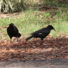 Corcorax melanorhamphos at Tennent, ACT - 6 Apr 2023 12:31 PM