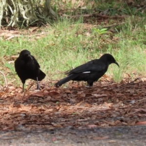 Corcorax melanorhamphos at Tennent, ACT - 6 Apr 2023