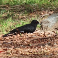 Corcorax melanorhamphos at Tennent, ACT - 6 Apr 2023