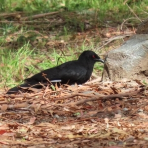 Corcorax melanorhamphos at Tennent, ACT - 6 Apr 2023 12:31 PM