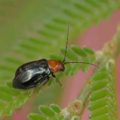 Adoxia benallae (Leaf beetle) at O'Connor, ACT - 4 Feb 2023 by ConBoekel