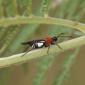 Trilaccus mimeticus at O'Connor, ACT - 4 Feb 2023