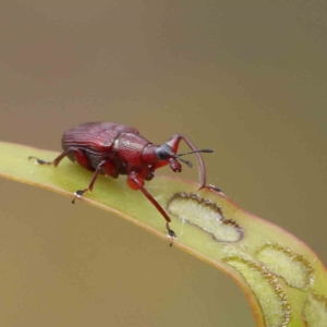 Euops sp. (genus) at O'Connor, ACT - 4 Feb 2023