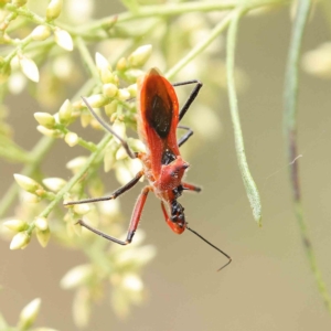 Gminatus australis at O'Connor, ACT - 4 Feb 2023 04:10 PM