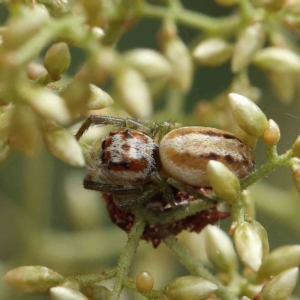 Opisthoncus abnormis at O'Connor, ACT - 4 Feb 2023