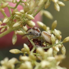 Opisthoncus abnormis at O'Connor, ACT - 4 Feb 2023