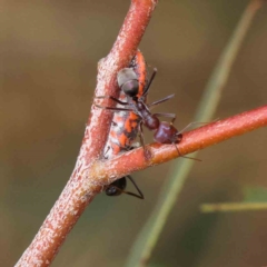 Monophlebulus sp. (genus) at O'Connor, ACT - 4 Feb 2023