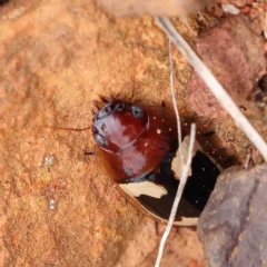 Sphallomorpha sp. (genus) at O'Connor, ACT - 4 Feb 2023