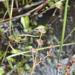 Juncus articulatus (A Rush) at Rendezvous Creek, ACT - 6 Apr 2023 by JaneR