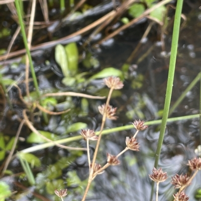 Juncus articulatus (A Rush) at Namadgi National Park - 6 Apr 2023 by JaneR